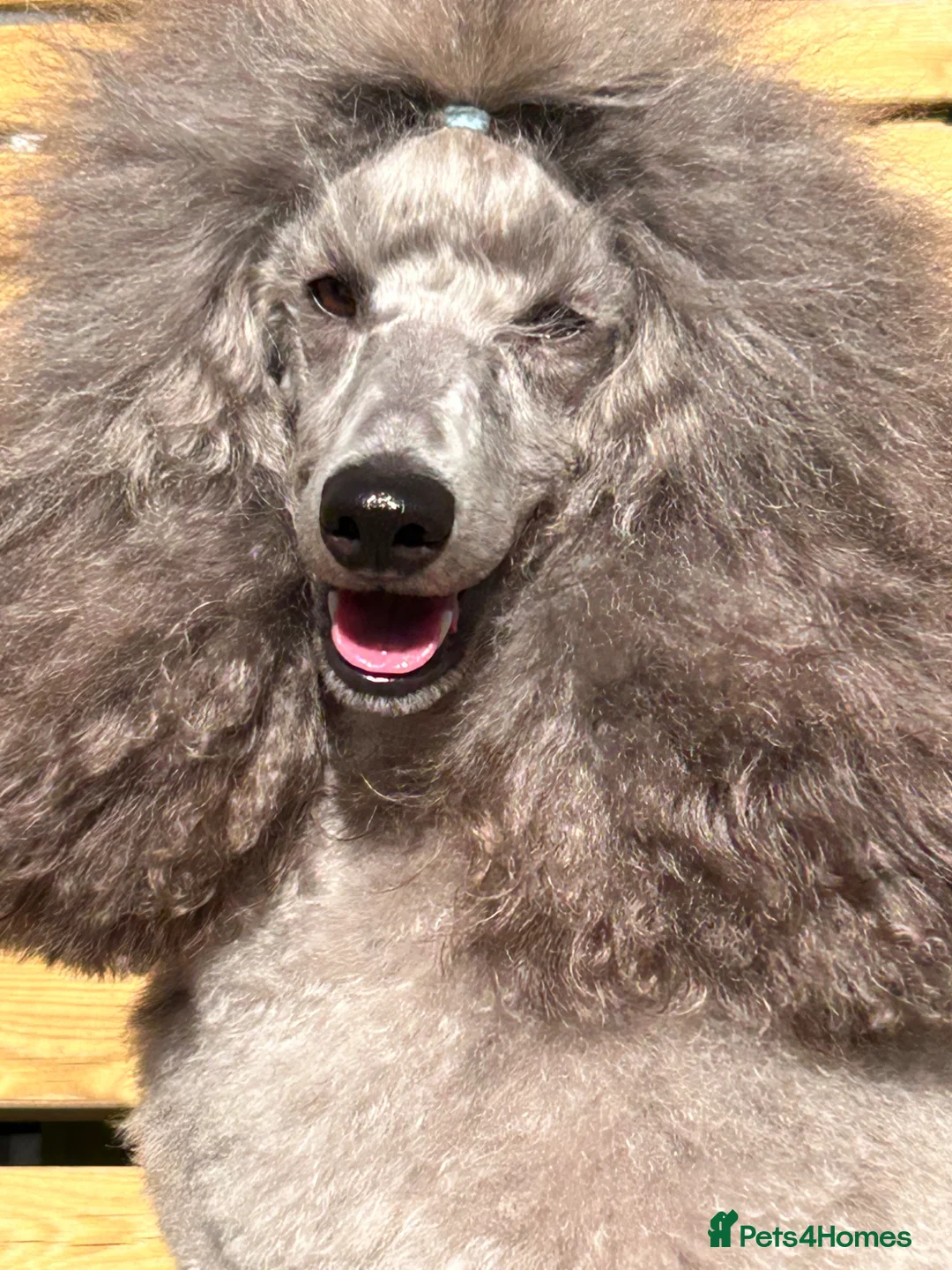 Miniature Poodle dogs for stud: Silver Miniature Poodle for stud - Advert 6