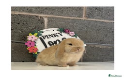 Mini Lop rabbits for sale: Beautiful mini lop bunnies for sale - Image 5