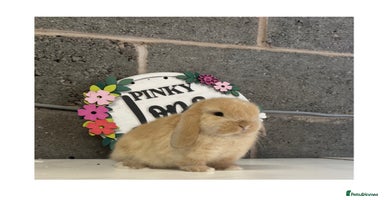Mini Lop rabbits - Advert 16