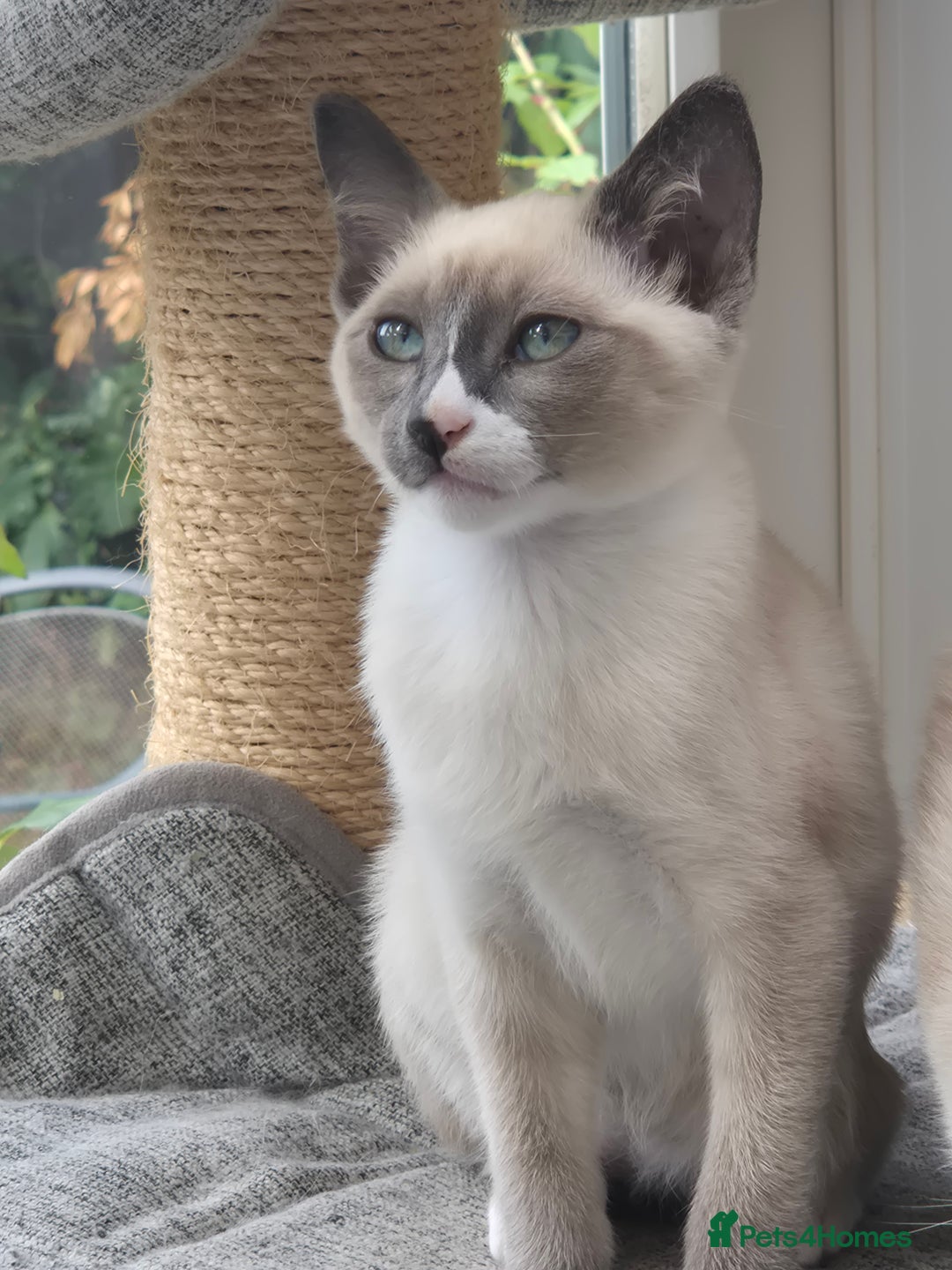 Snowshoe cats for sale: Stunning pedigree blue point Snowshoe kittens  - Image 9