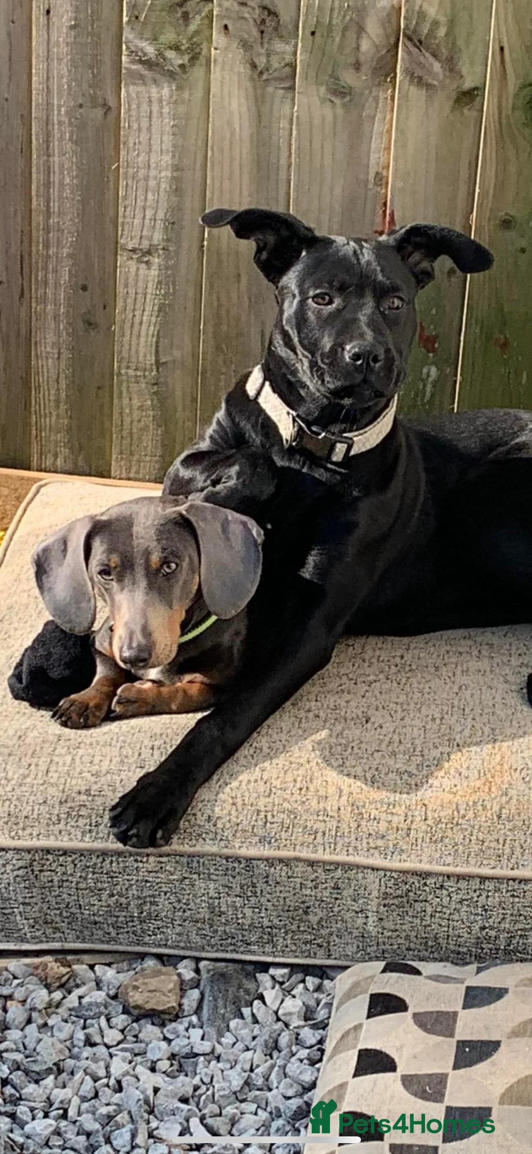 Dachshund dogs for stud: Blue Dachhund Proven Stud & Isabella cream stud, in Swansea - Advert 36