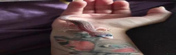 Gecko reptiles for sale: Leopard gecko baby's ready for new homes in Holsworthy - Advert 6