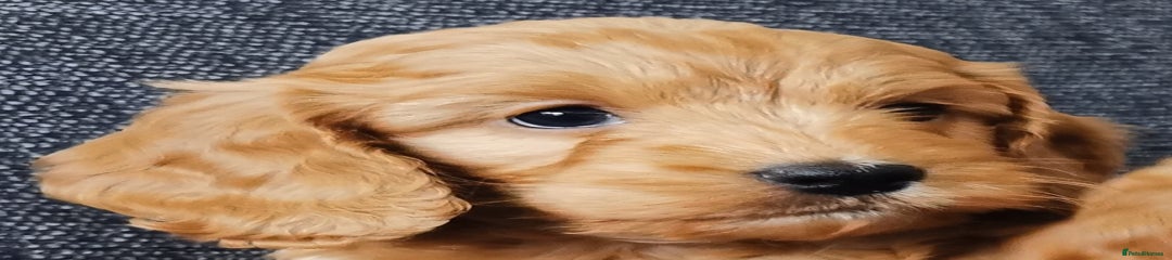 Cockapoo Puppy 4