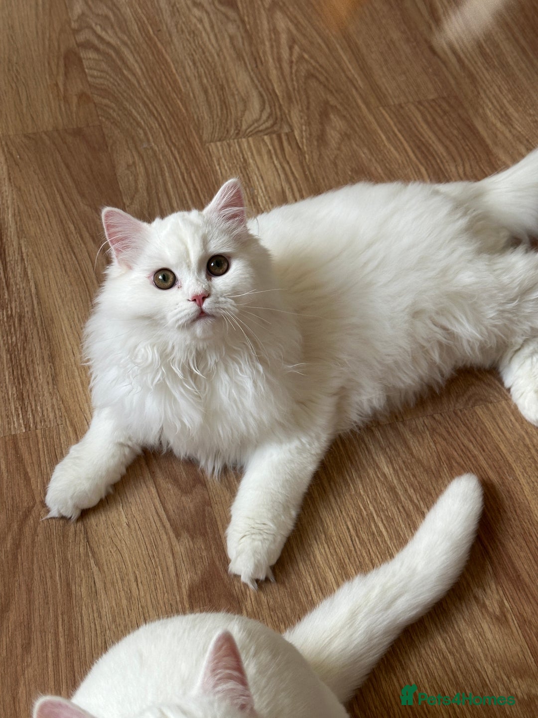 British Shorthair cats for sale: Gorgeous British Longhair & Shorthair Kittens - Advert 26