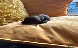 Miniature Dachshund dogs for sale: Miniature Dachshund stunning puppies  - Image 11