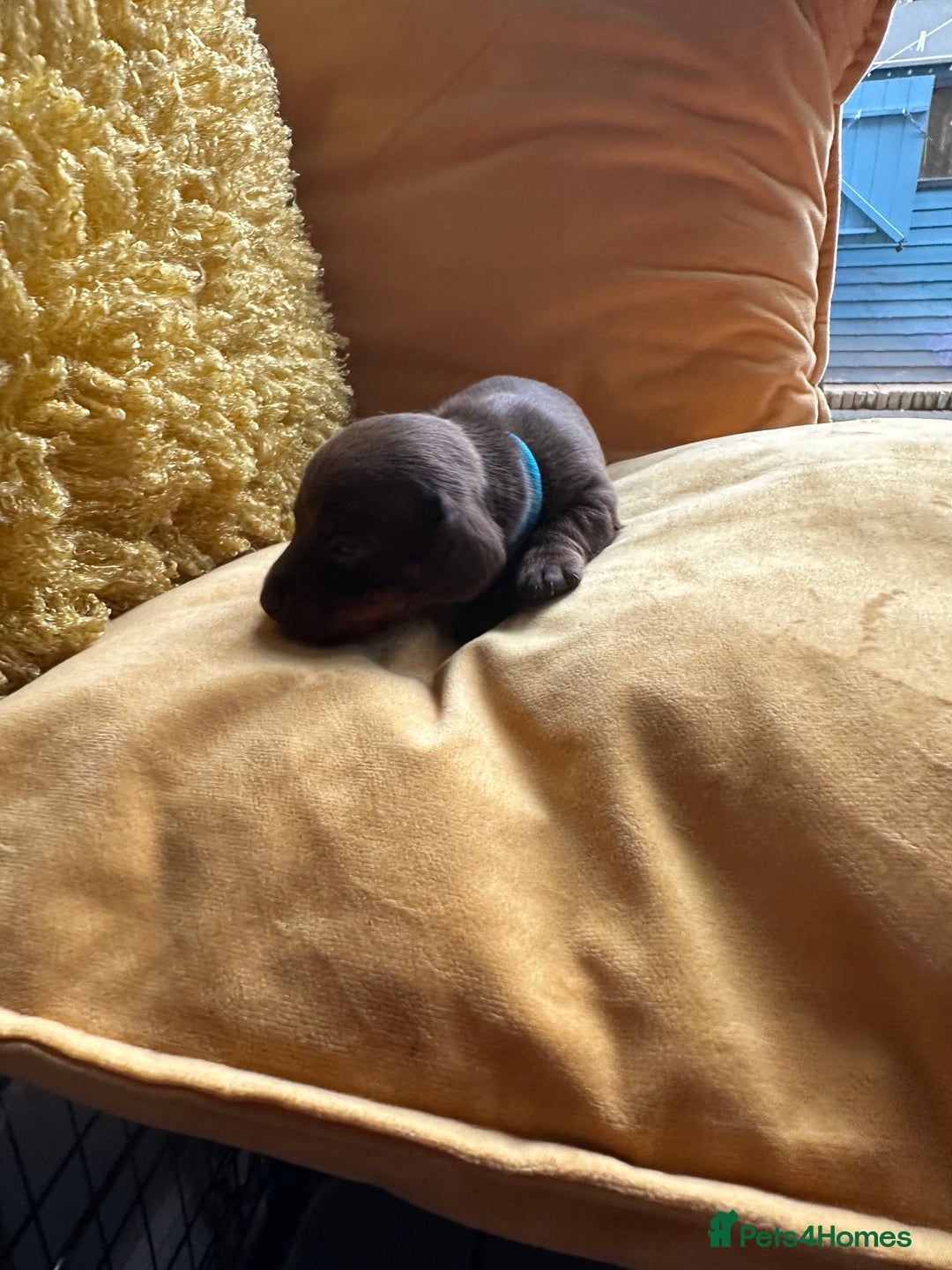 Miniature Dachshund dogs for sale: Miniature Dachshund stunning puppies  - Image 11