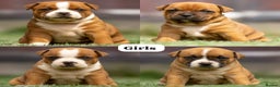 Staffordshire Bull Terrier dogs for stud: 🥨 Crufts Qualified Red SBT Stud 🥨 - Advert 13