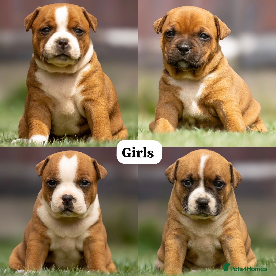 Staffordshire Bull Terrier dogs for stud: 🥨 Top Quality Red SBT Stud 🥨 - Image 7