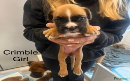 Boxer dogs for sale: Beautiful Boxer Puppies  🐾 - Image 14