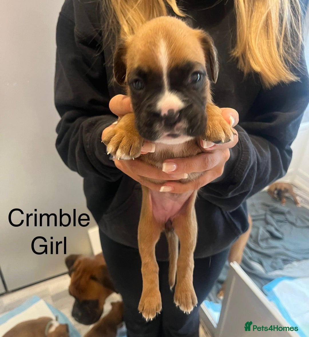 Boxer dogs for sale: Beautiful Boxer Puppies  🐾 - Image 14