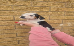 Mixed Breed dogs for sale: Jack russell x cavalier king Charles  - Image 14