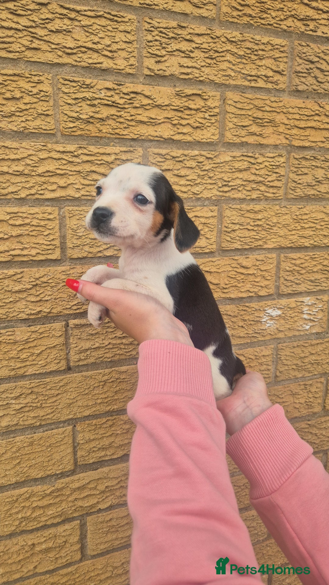 Mixed Breed dogs for sale: Jack russell x cavalier king Charles  - Image 14