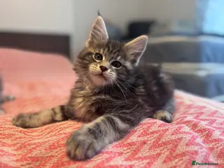 Maine Coon cats Maine Coon purebred Active male and female kittens - Advert 9