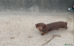 Dachshund dogs for sale: 2 year old male dachshund  - Image 5
