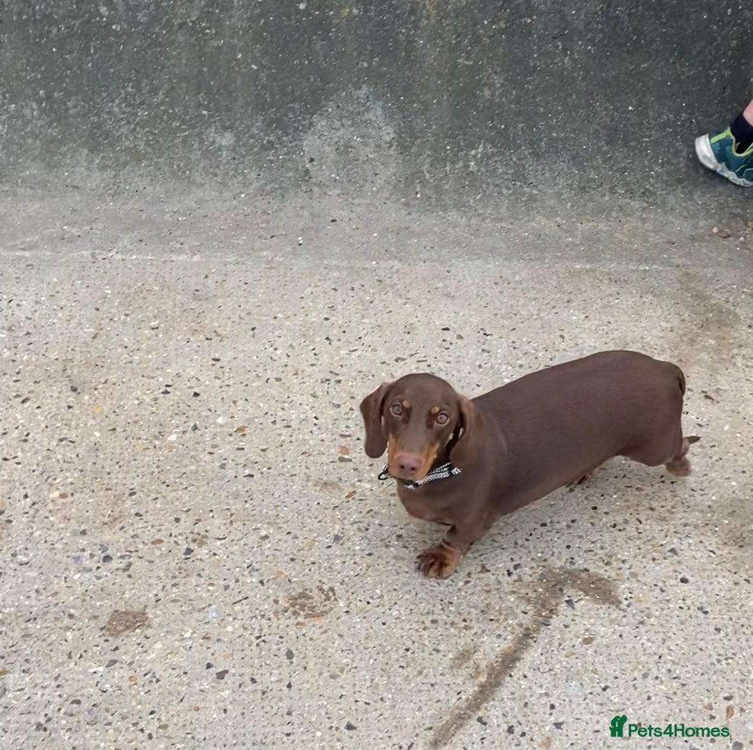 Dachshund dogs for sale: 2 year old male dachshund  - Image 5
