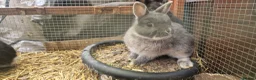 Mixed Breed rabbits for sale: Cute, friendly, diddy Dwarf x Dwarf Lionhead boys  - Advert 4