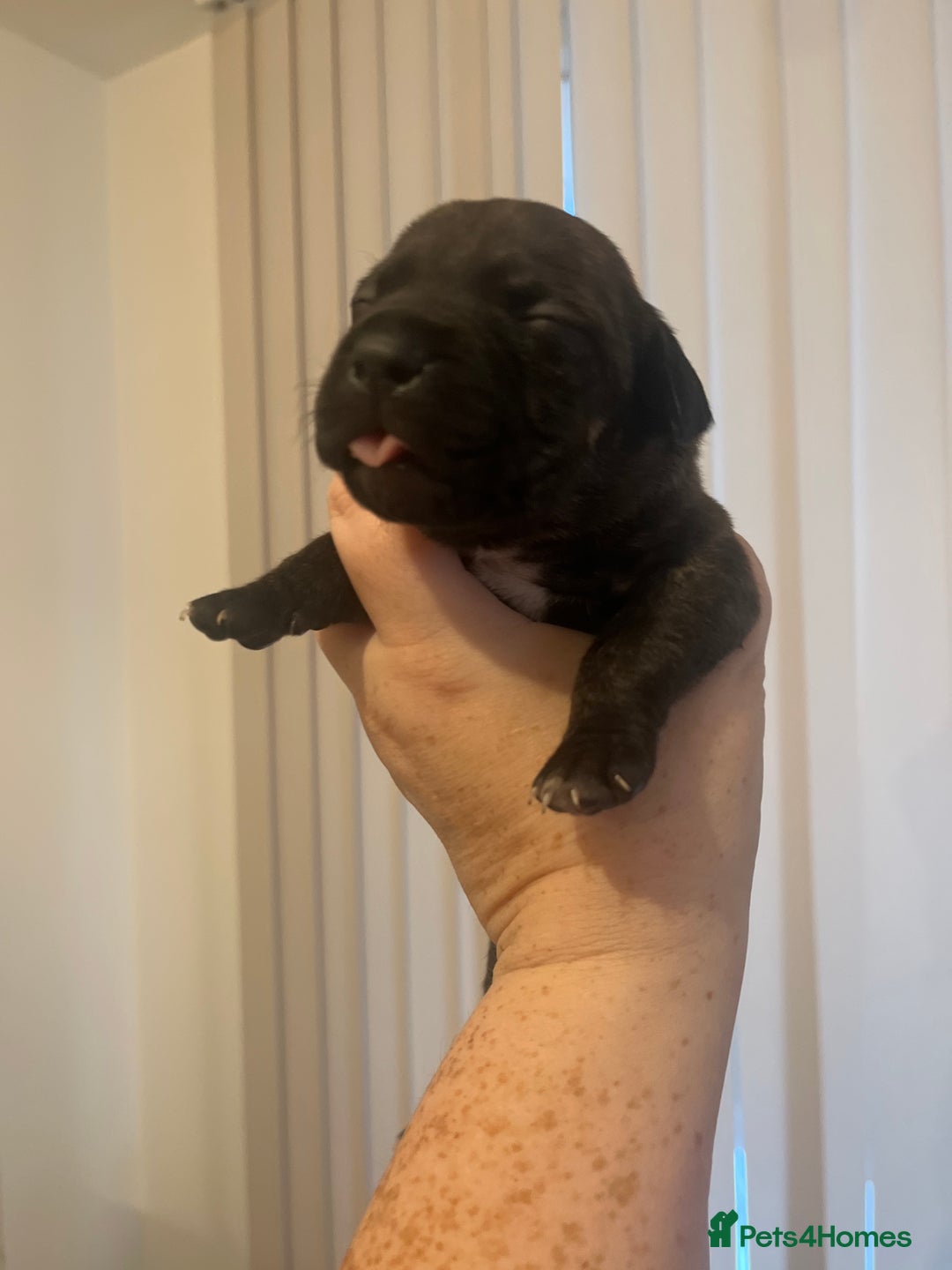 Mixed Breed dogs for sale: Cane corso x staff - Image 12