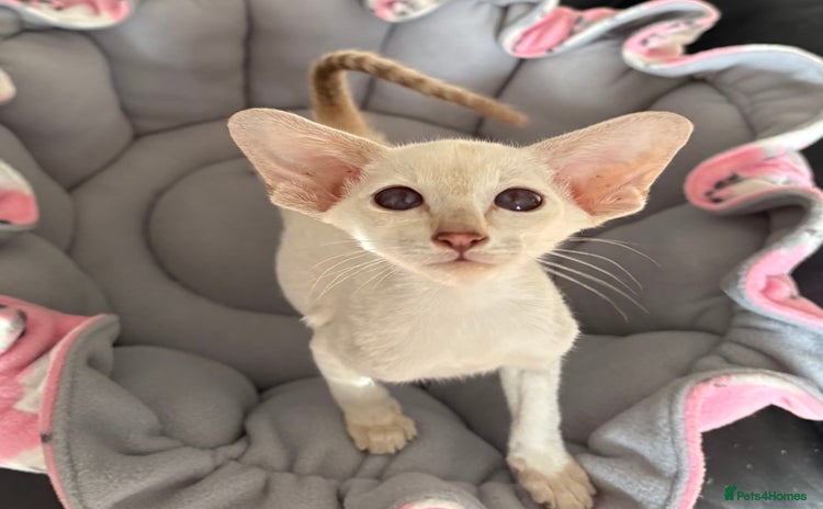 Siamese cats - Advert 2