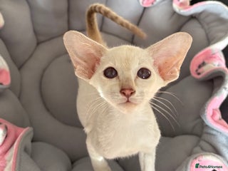 Siamese cats - Advert 13