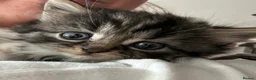 Mixed Breed cats for sale: 5 kittens looking for homes  in Derby - Advert 3