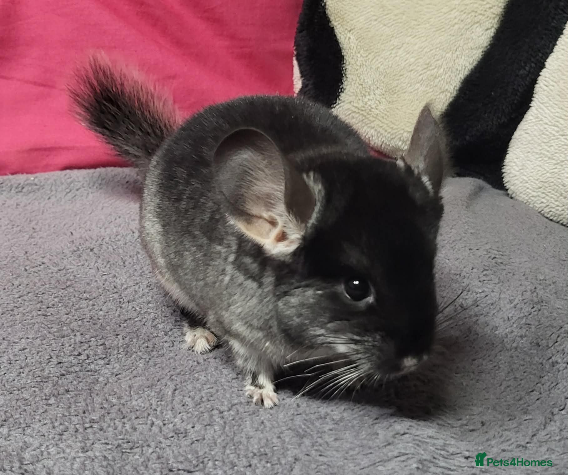 Chinchilla rodents Baby male chinchillas - Advert 7