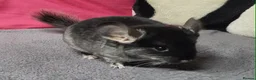 Chinchilla rodents for sale: Baby male chinchillas - Advert 2