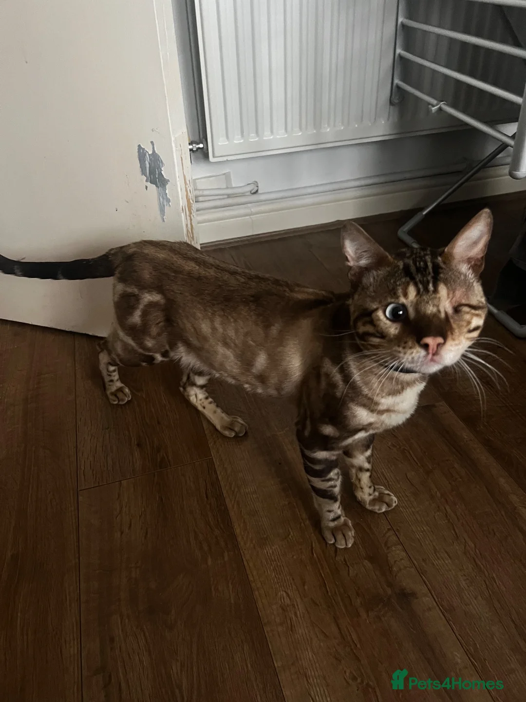 Bengal cats for stud: Beautiful TICAregistered Bengal available for stud - Advert 2