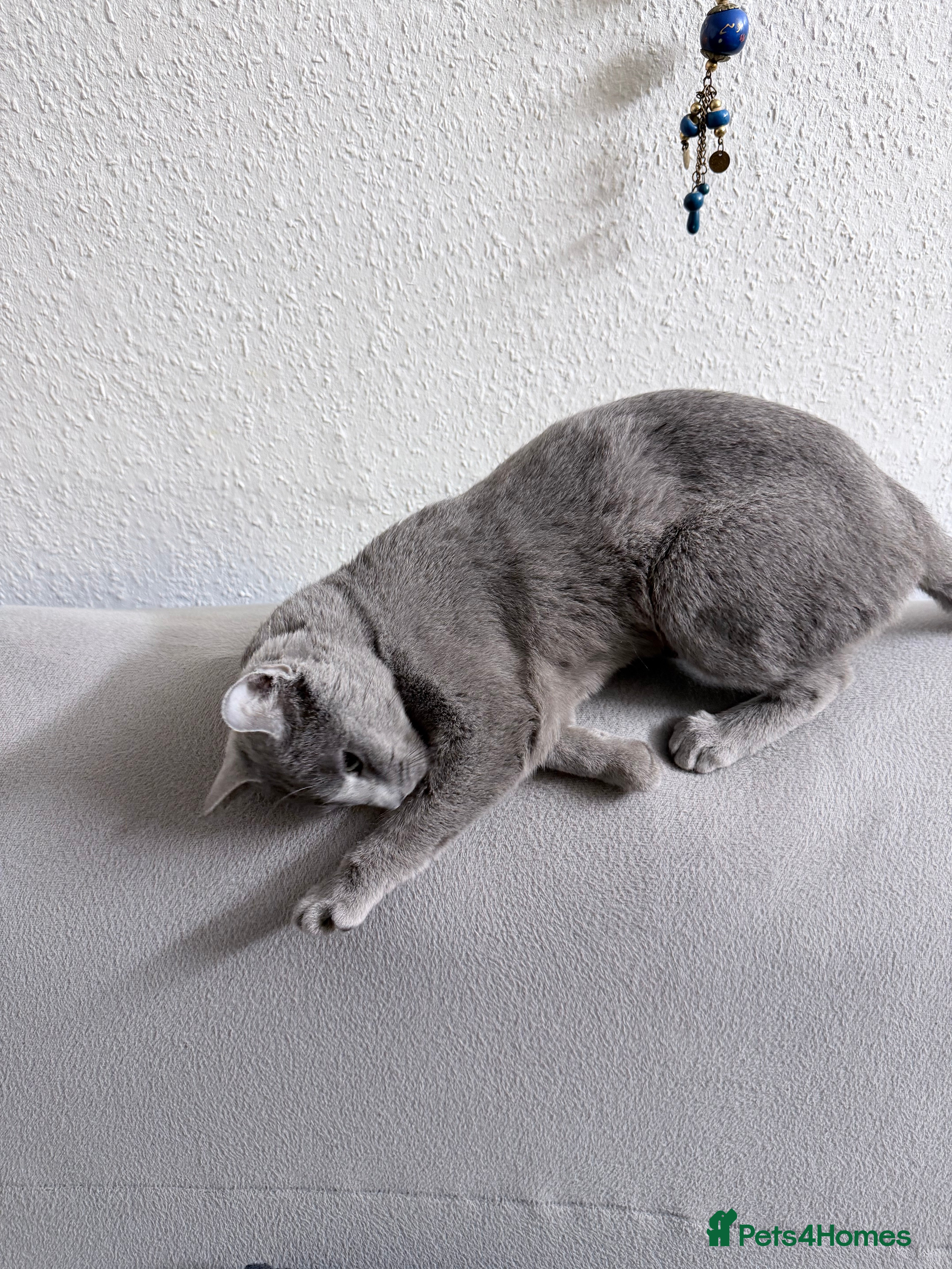 Russian Blue cats Friendliest Russian blue female, great with kids - Advert 6