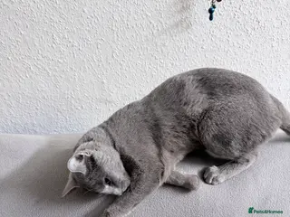 Russian Blue cats Friendliest Russian blue female, great with kids - Advert 6