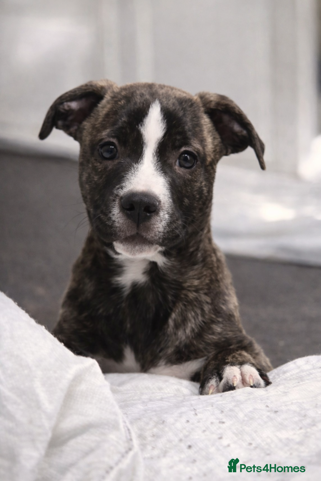 Mixed Breed dogs Staffy + cane corso  - Advert 4