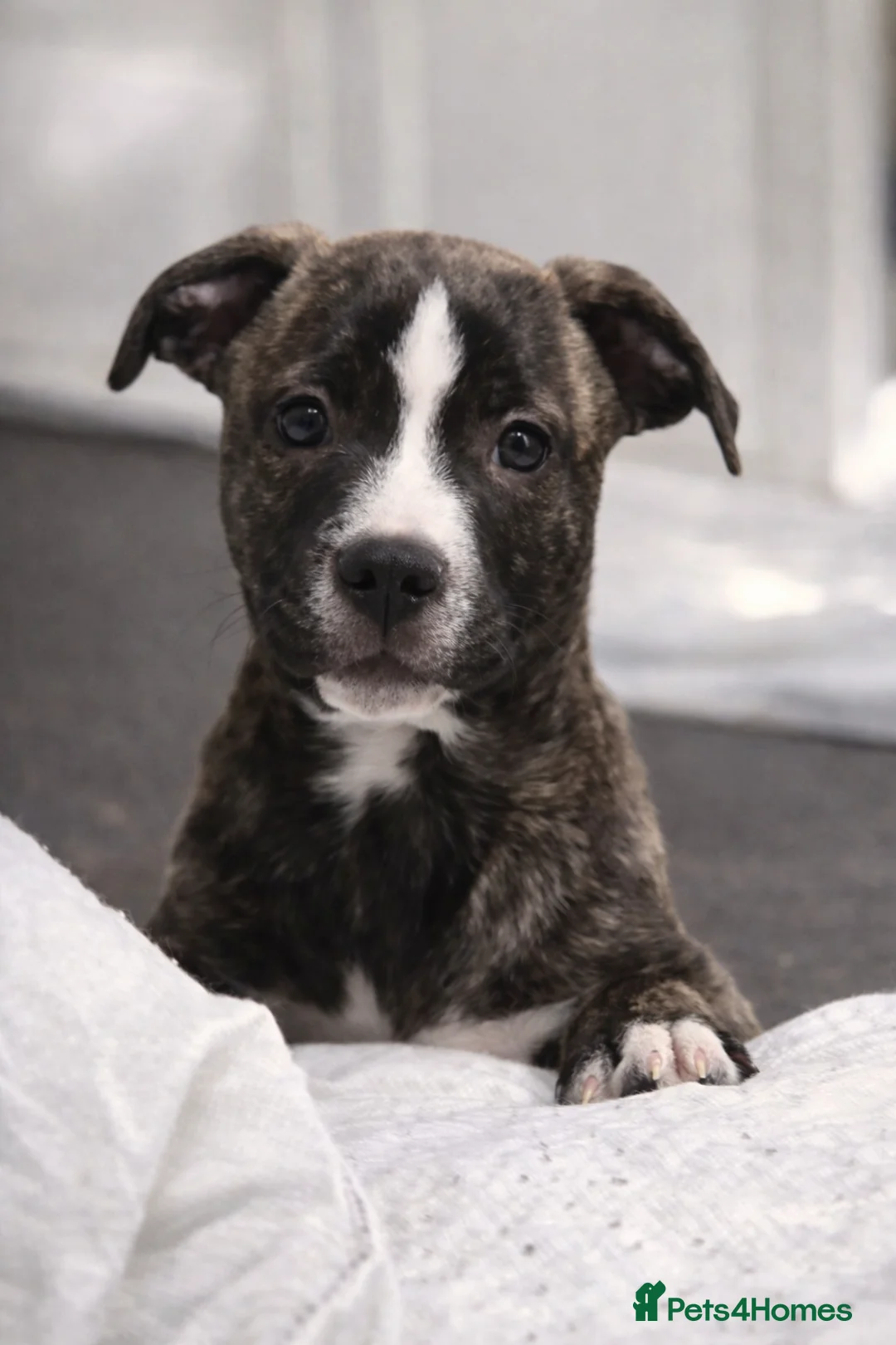 Mixed Breed dogs for sale: Staffy + cane corso  - Advert 1