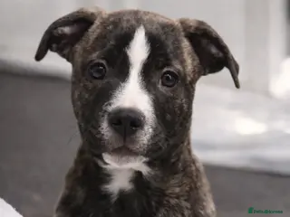 Mixed Breed dogs Staffy + cane corso - Advert 4