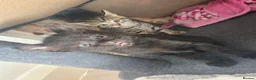 Mixed Breed cats for sale: Beautiful kittens  - Advert 26