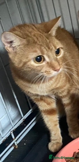 British Shorthair cats British shorthair kittens ginger  - Advert 4