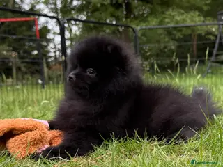 Pomeranian dogs Tiny White snow Pomeranian Puppies - Advert 6