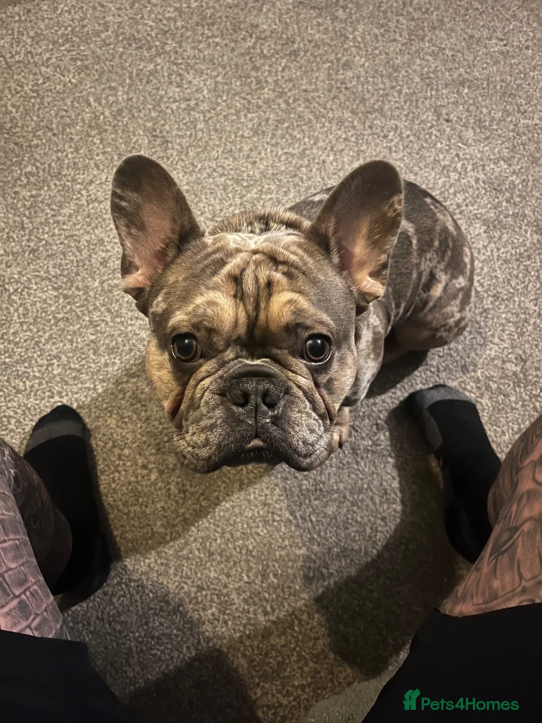 French Bulldog dogs for sale: Carlos  - Advert 1