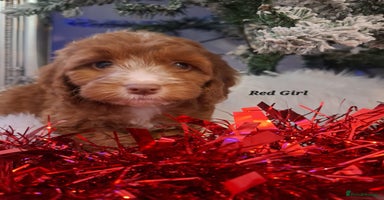 Cockapoo dogs RED COCKAPOO PUPS - Advert 1
