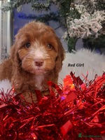 Cockapoo dogs RED COCKAPOO PUPS - Advert 6