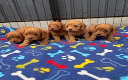 Cavapoo dogs for sale: Only two Beautiful girls cavapoos available  - Image 4