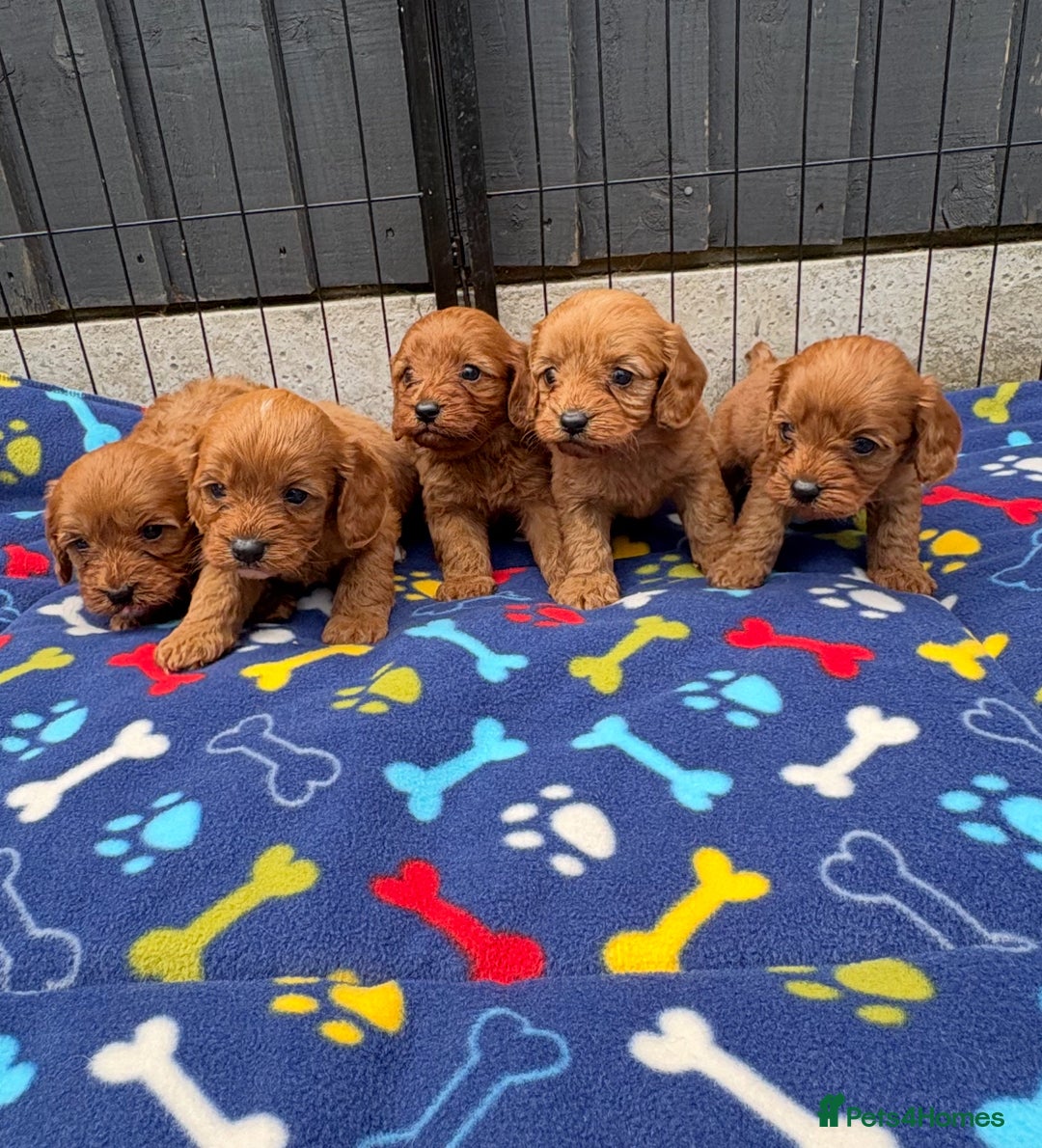 Cavapoo dogs for sale: Only two Beautiful girls cavapoos available  - Image 4