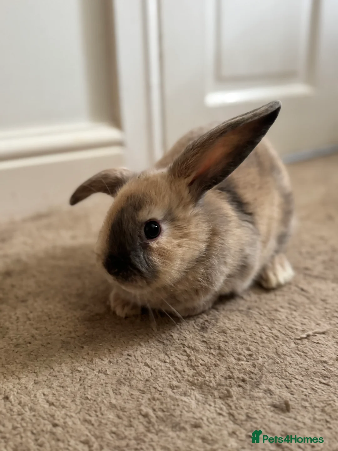 English Lop rabbits for sale: English lop bunny’s  in Canterbury - Advert 10
