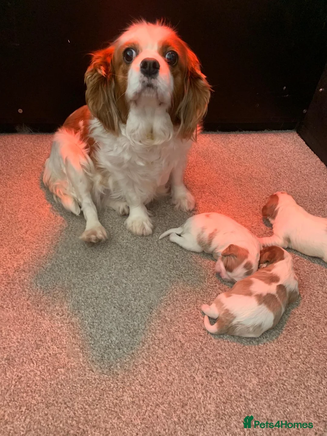 Cavalier King Charles Spaniel dogs for sale: Beautiful Pedigree cavalier King charles in Carmarthen - Advert 2
