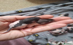 Rat rodents for sale: Baby rats - Image 8