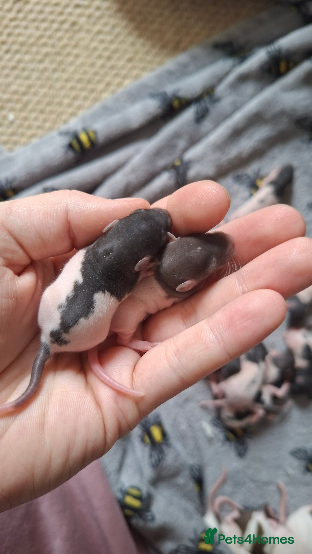 Rat rodents for sale: Baby rats - Image 8