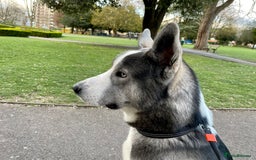 Siberian Husky dogs for sale: Demon - Image 8
