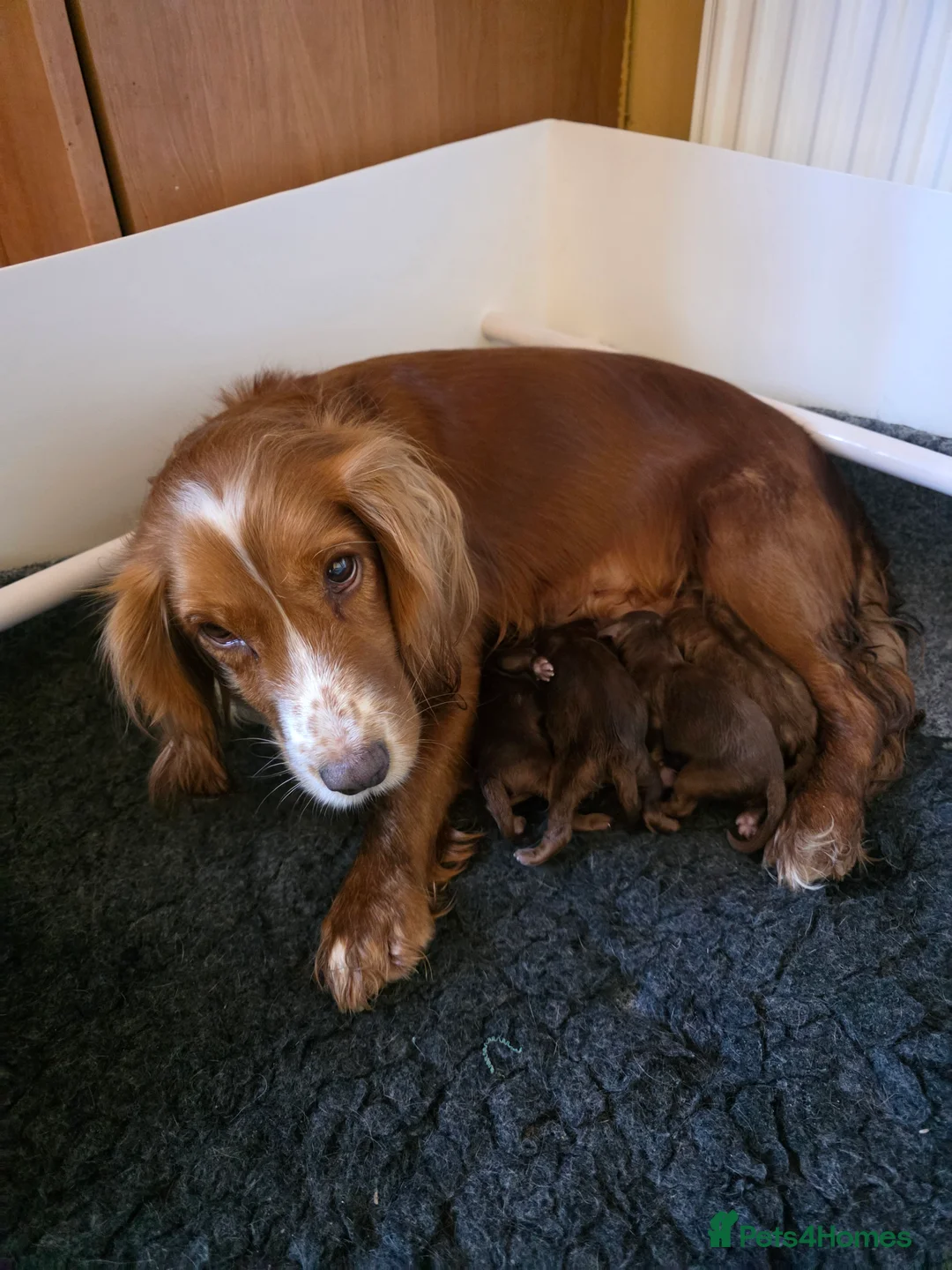 Cockapoo dogs for sale: Genuine cockerpoos resdy to reserve - Advert 3