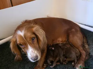 Cockapoo dogs Genuine cockerpoos resdy to reserve - Advert 16