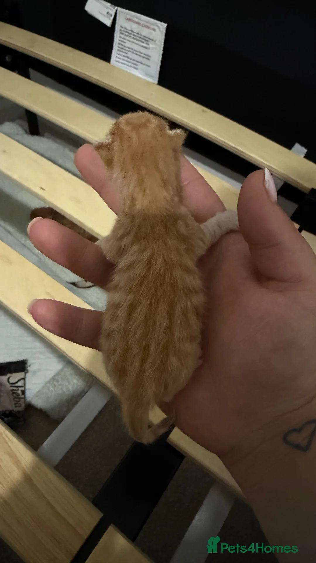 Mixed Breed cats for sale: Ginger kittens in Portsmouth - Advert 6