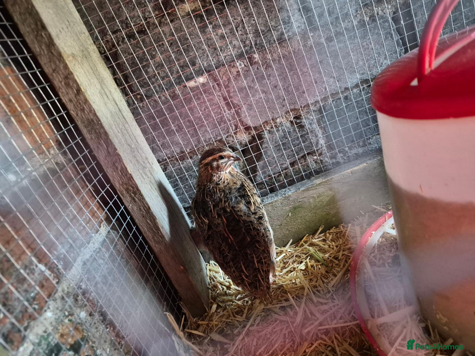 Quail poultry Male cortunix quail  - Advert 14