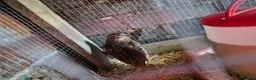 Quail poultry for sale: Male cortunix quail  - Advert 1